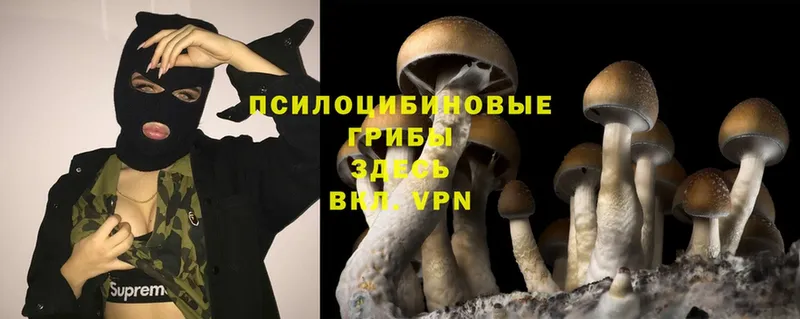 Галлюциногенные грибы Psilocybine cubensis  darknet как зайти  Вязники 